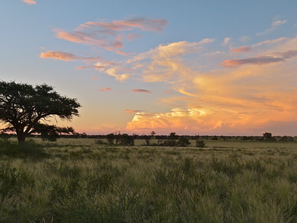 The Nossob Riverbed, Kgalagadi Transfrontier Park, South Africa; at the heart of the ǀXam lands. Photo shows a grassy plain with a few trees and shrubs, under an early morning or late evening sky, with clouds in varying shades of orange.