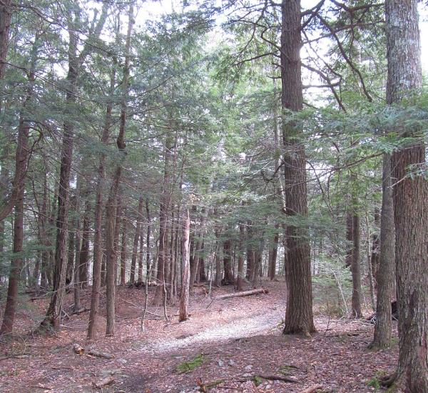 Savoy Mountain State Forest in MA, where the discoverer lived as a child.