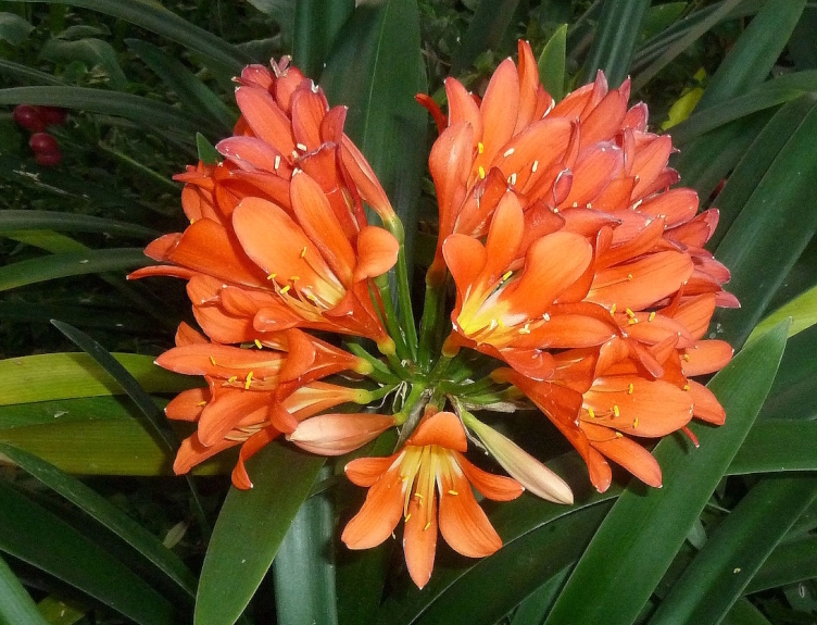 Clivia miniata (the natal or bush lily) photo detail showing bright orange flowers.