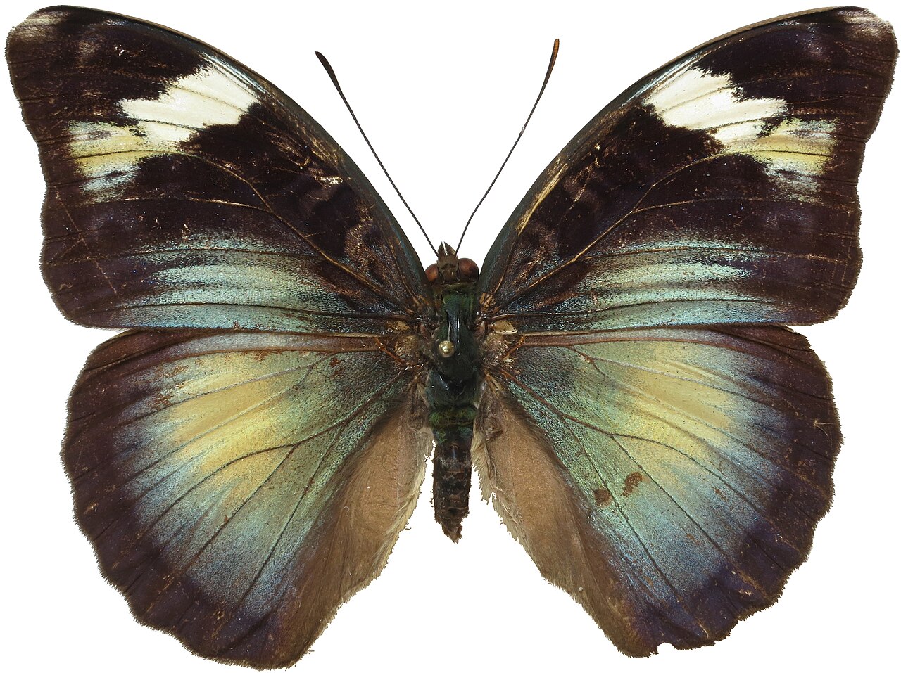 Female Bebearia laetitia butterfly from Mbalmayo, Cameroon. The butterfly is of a dark colouring with a teal and yellow patch on each lower wing, and a streak of pale yellow near the top of each wing.